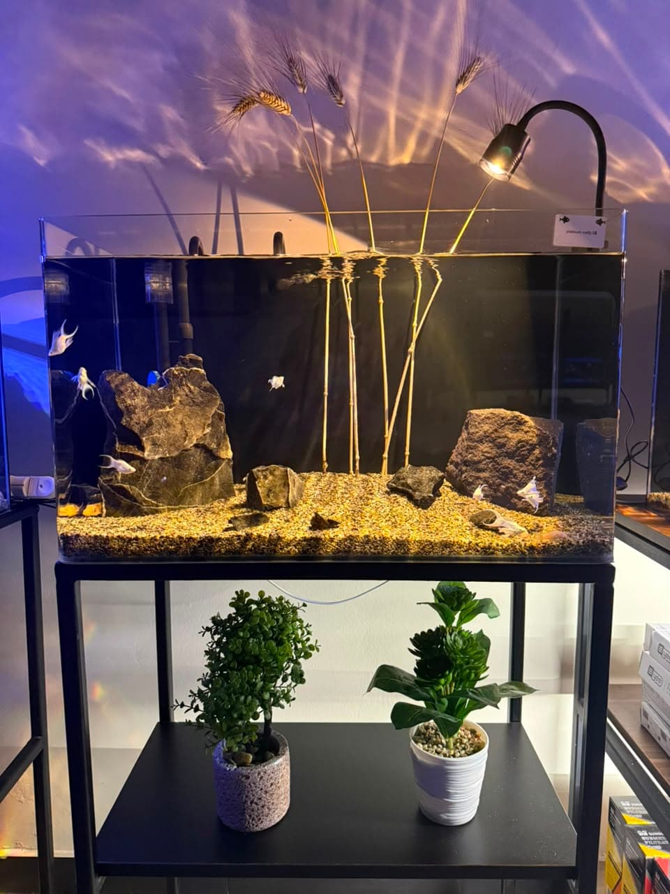 Elevated Display Aquarium 40L