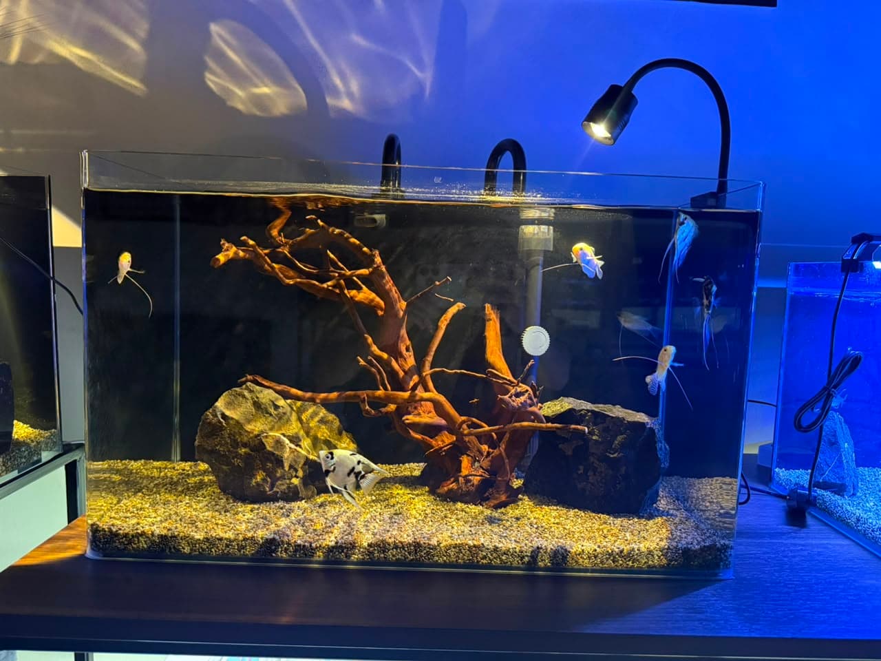 Driftwood Aquascape Nano 25L