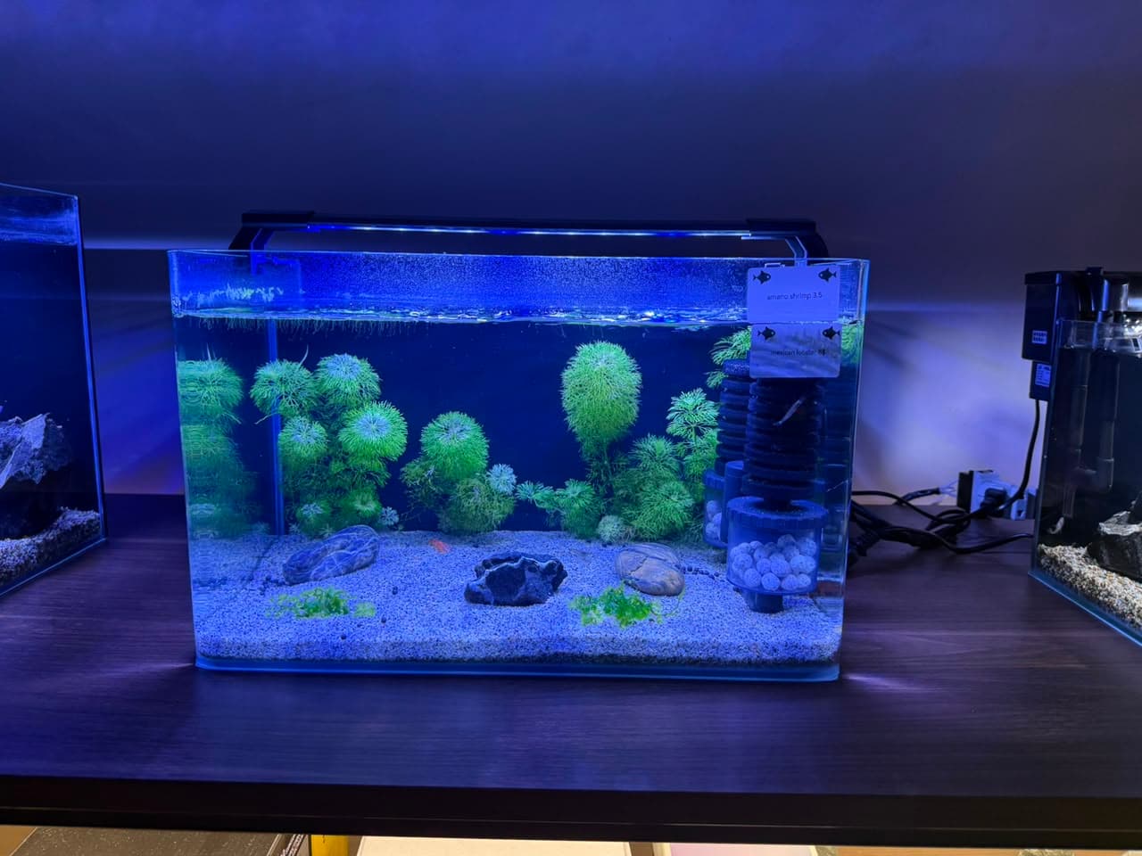 Moss Garden Nano 20L